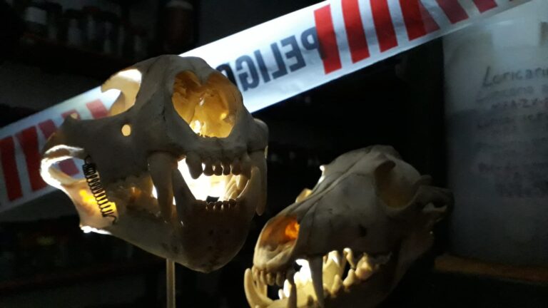 “Noche de Terror, Fauna Amenazada” en el Museo Ameghino