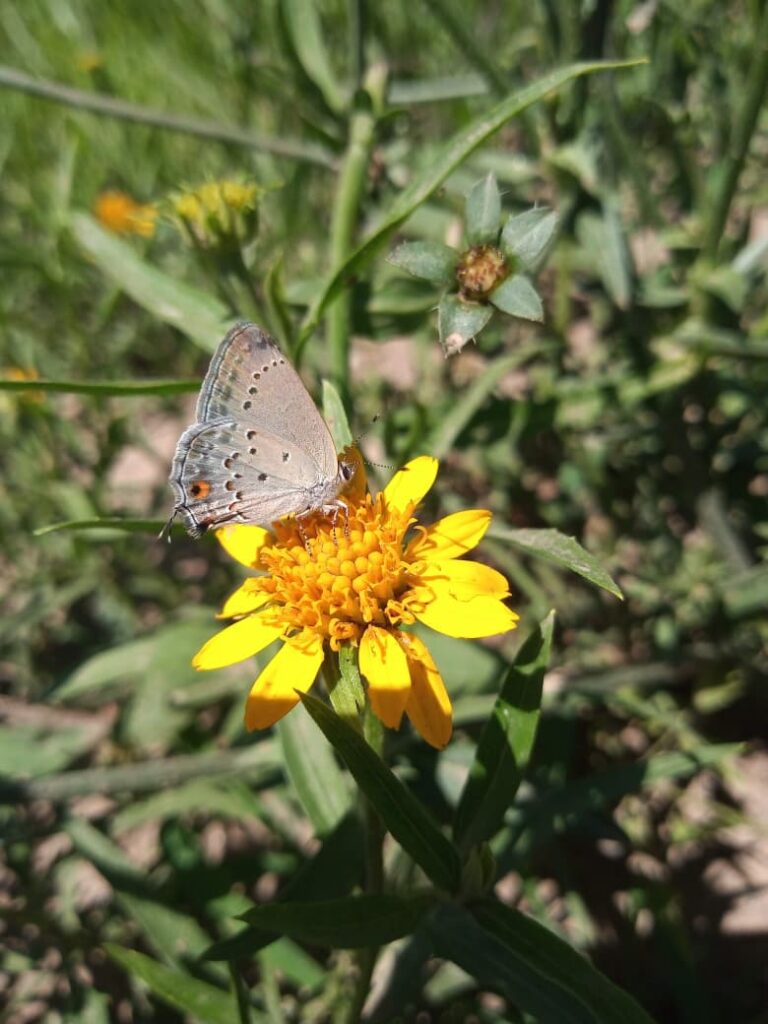 Ateneos en el Museo Ameghino: mariposas urbanas del centro de Santa Fe