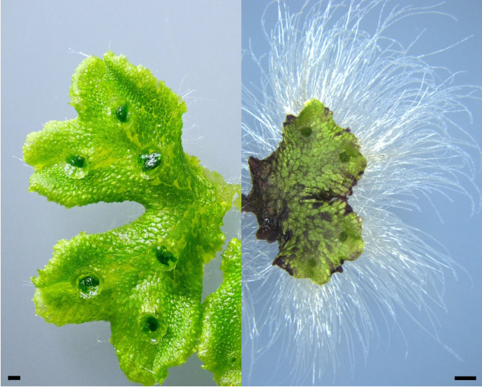 Ateneos en el Museo Ameghino: las plantas y sus hongos aliados